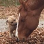 「これは心奪われる…」馬と犬がフェンス越しに愛を育んでいた