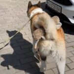 秋田犬がしっぽに「ぬいぐるみ」を収納して散歩する（動画）