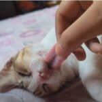 舌を出して熟睡する猫を出来心でさらに引っぱる動画