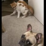 犬との距離の縮め方がわからない子猫おかしなステップを踏み続ける動画