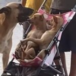 これはカワイイ…お行儀よくベビーカーに座る子犬2匹（動画）