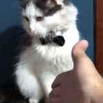 タダでは握手してくれない猫ある条件のときだけ応じてくれる動画