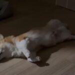 足をフニャフニャ動かしながら熟睡するコーギー犬（動画）