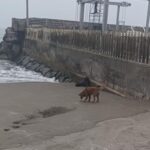 海岸で遊んでいた犬が…アシカが目の前にいることに気付かずびっくり（動画）