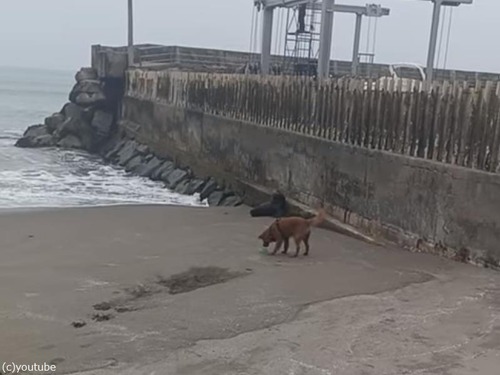 海岸で遊んでいた犬が…アシカが目の前にいることに気付かずびっくり（動画）