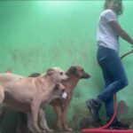 犬たち濡れたくないけど興味はあるホースで清掃するスタッフの後ろにピッタリ動画