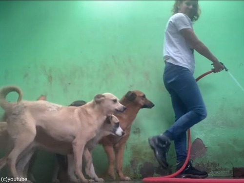 犬たち濡れたくないけど興味はあるホースで清掃するスタッフの後ろにピッタリ動画