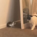 子猫がおとなの猫にドッキリかわいい結末動画