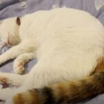 ぐっすり眠っていた猫がいきなりダッシュどんな夢を見てるのかな動画