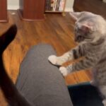 なんて器用なんだしっぽで子猫をあやす年上の猫動画