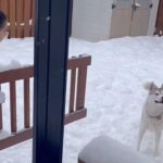 雪遊びが楽し過ぎて家に入ってくれない犬（動画）