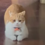 どうなってるの!?子猫を体の下に隠すのが好きな猫動画