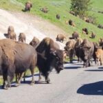 アメリカの大自然でバイソンの群れに遭遇…すっかり渋滞に（動画）