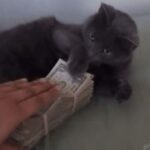 猫「飼い主であっても許さぬ！」大金を鉄壁のディフェンスで守る