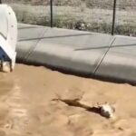 操縦が上手すぎ川に流されてきた牛をパワーショベルで助ける