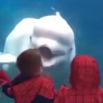 子供を驚かせるのが大好きなベルーガシロイルカ水族館の人気者