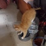 給水器の逆側から飲む猫「その姿勢、つらくないの!?」（動画）