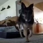 カメラの存在に気付いた賢い犬がプライバシーを気にする動画