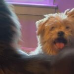 犬がお口をあーん猫のしっぽを食べようと待ち構えるけど動画