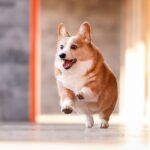 「もしコーギー犬をキャンプに連れていくなら…こんな注意点がある！」