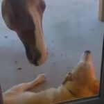 犬にかまってほしい馬がちょっかいをかけたら…怒られる（動画）