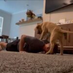 ゴールデンレトリバーの子犬がいると…腕立て伏せの難易度が跳ね上がる！（動画）