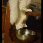 猫「こんなことができる！」あえてアクロバティックな姿勢で水を飲む（動画）