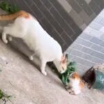 迷子の子猫を見つけたママ猫の…厳しくも愛情たっぷりな行動