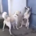 うっかり子犬たちを驚かせたパパ犬が…ママ犬にこっぴどく怒られる