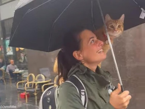 雨でもお出かけしたい猫…女性の肩に乗る（動画）