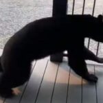 「なんてパワー！」あわてて逃げるツキノワグマが手すりを突き破る （動画）