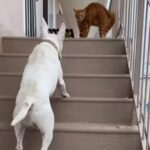 階段の上で通せんぼをする猫＆気にせずに近づく犬（動画）