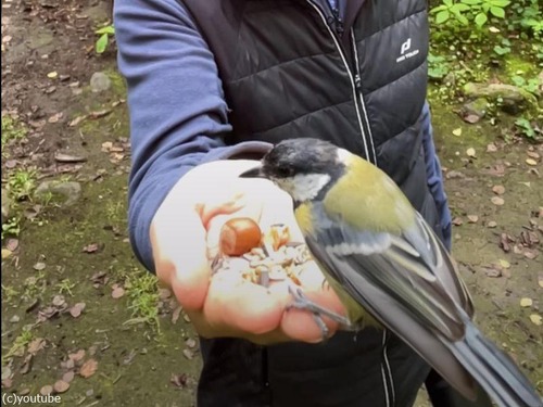 スウェーデンの森で野生の鳥になつかれた男性…まるでディズニープリンセス？（動画）