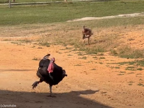 大好物のスイカめがけて走ってくる七面鳥たちが…喜びを隠し切れない（動画）