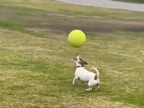 サッカー選手顔負けのリフティング技術を持つ犬「なんで落ちないの!?」