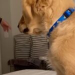 ベッドの上にいたい犬…飼い主さんに地味な抵抗をする（動画）