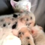 優しい猫に子ブタたちが甘えてくると…ちょっぴり大きい