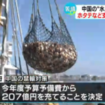 【ホタテ御殿】年収３０００万円以上のホタテ業者　国からの税金で助けてもらおうと必死wwwwwwww