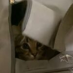 バックの中に潜む猫が…目にも止まらぬ速さで飛び出してくる（動画）