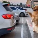 「この犬がいれば車のセンサーは要らないかも…」駐車を誘導してくれる賢いワンコ