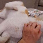 猫のアゴの下をコチョコチョすると…なぜか後ろ足も動く（動画）