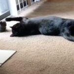 妹分の子猫と初対面…お兄ちゃん猫は距離感がうまくつかめない（動画）