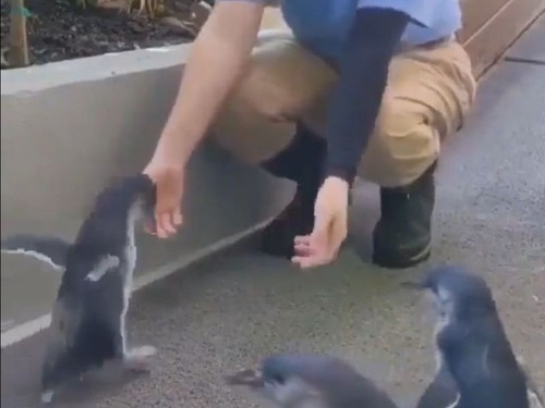 「喜んだ犬はしっぽを振るけど、ペンギンはココを振るのか…」高速パタパタ