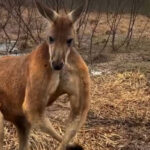 「すさまじい筋肉だ…」ボディビルダー顔負けのポーズを取るカンガルー