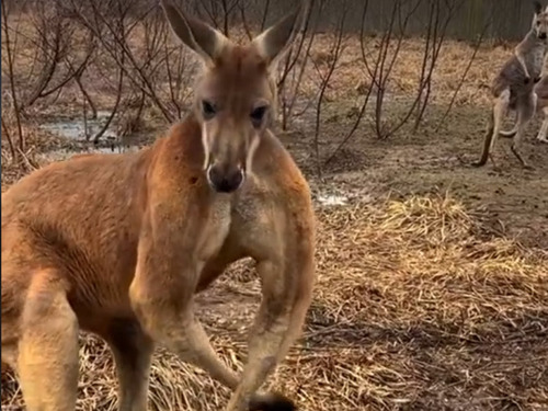 「すさまじい筋肉だ…」ボディビルダー顔負けのポーズを取るカンガルー