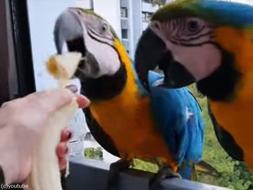 ベネズエラ人「野生のコンゴウインコを毎日餌付けしていたら…ベランダがすさまじいことになった」