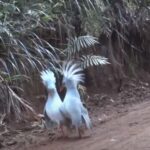 「絶滅危惧種の鳥が仲間を見つけたとき…」ニューカレドニアの鳥『カグー』