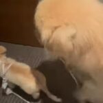 親子そろって賢い…ゴールデンレトリバーの親犬が子犬を散歩に連れて行く（動画）