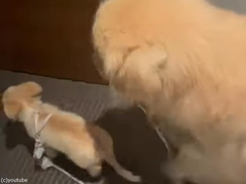 親子そろって賢い…ゴールデンレトリバーの親犬が子犬を散歩に連れて行く（動画）