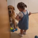 小さな女の子「ダメなんだからね！」叱られてタジタジになる犬（動画）